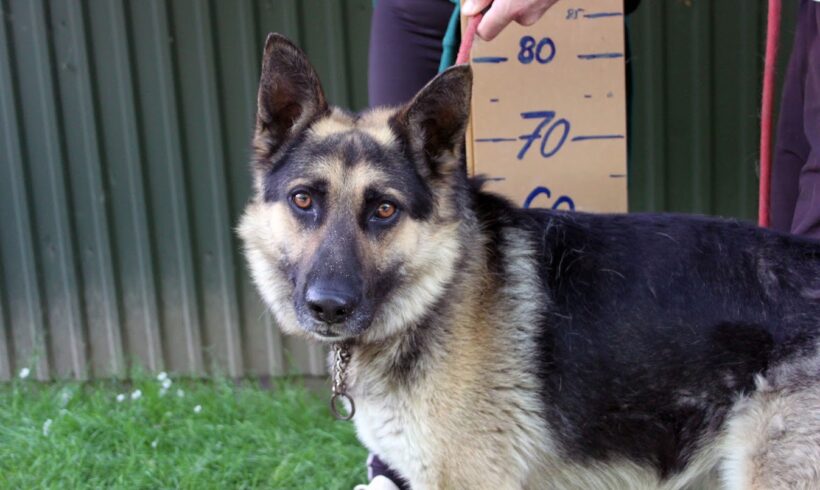 Cezar 11 +++Nach Österreich vermittelt+++