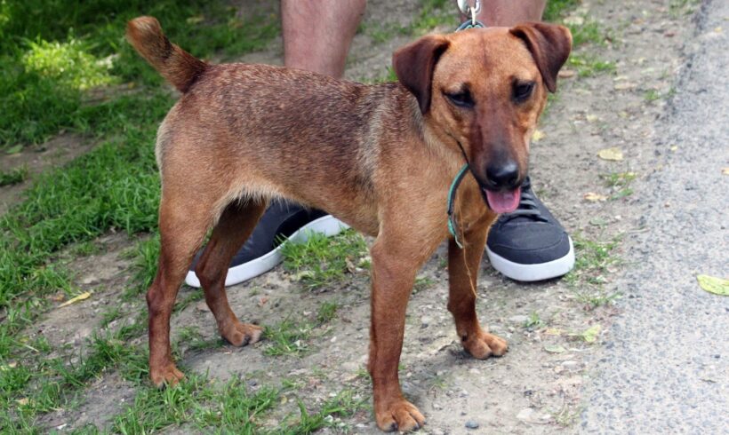 Panni 5 +++in Ungarn vermittelt+++