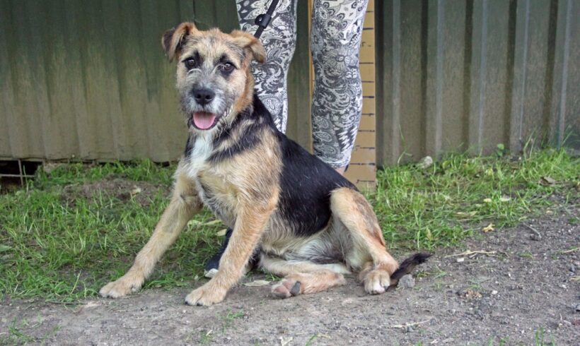 Bodza 8 ++ vermittelt ++