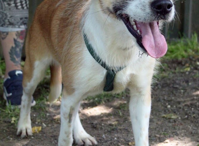 Hanna 4 +++in Ungarn vermittelt+++