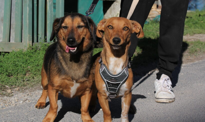 Gina und Angel +++NOTFALL+++VERMITTELT an Nothilfe für Hunde in Österreich+++