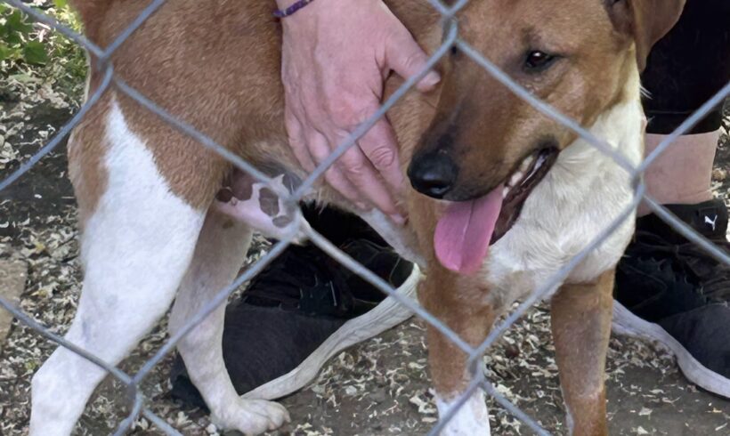 Mignon +++vermittelt+++