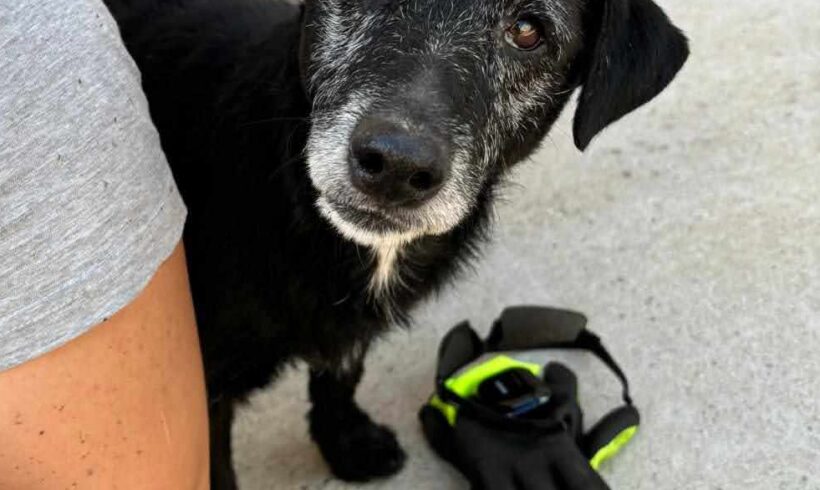 Bobi 9 +++vermittelt+++