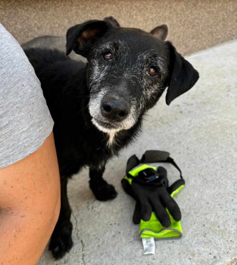 Bobi 9 +++vermittelt+++