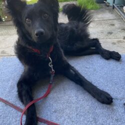 Shadow auf PS in 74321 Bietigheim-Bissingen ++vermittelt++