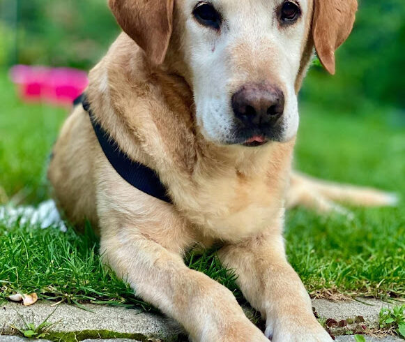 Zsömi 5 ♥ Auf Pflegestelle in 53129 Bonn ♥ vermittelt ( er darf auf seiner Pflegestelle bleiben) ♥