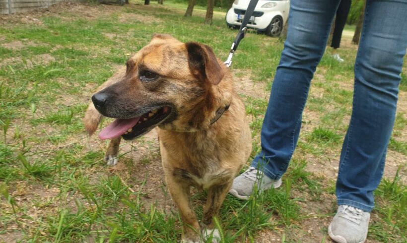 Dagi 7 ♥ vermittelt an Nothilfe für Hunde in Österreich ♥