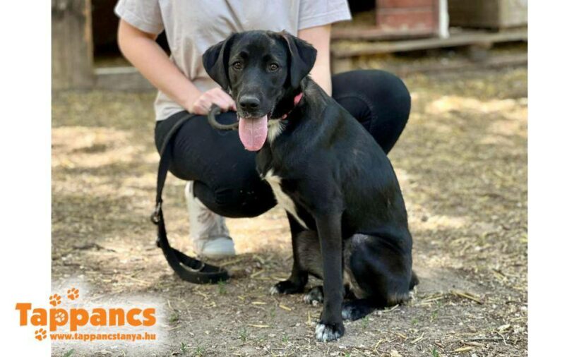 Venusz 4 ♥ vermittelt an den TSV Dillenburg ♥ sie sucht zum 01.03. Ausreise- und Transportpaten