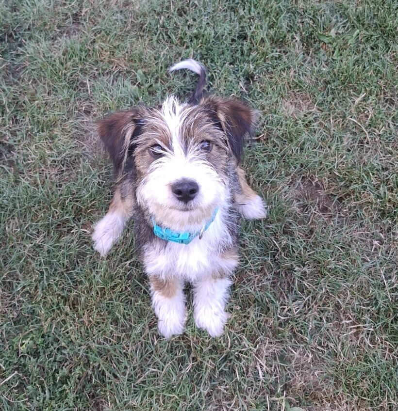 Penni ♥ vermittelt in Ungarn ♥