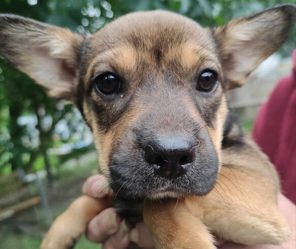 Sita ♥ vermittelt an „Nothilfe für Hunde“ in Österreich