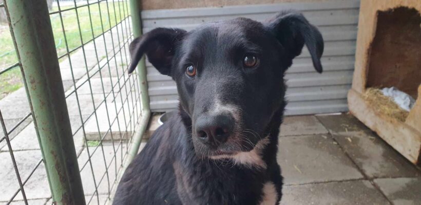 Zokni ♥ vermittelt an Nothilfe für Hunde in Österreich ♥