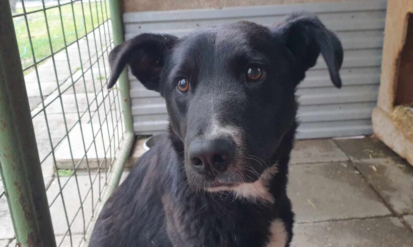 Zokni ♥ vermittelt an Nothilfe für Hunde in Österreich ♥