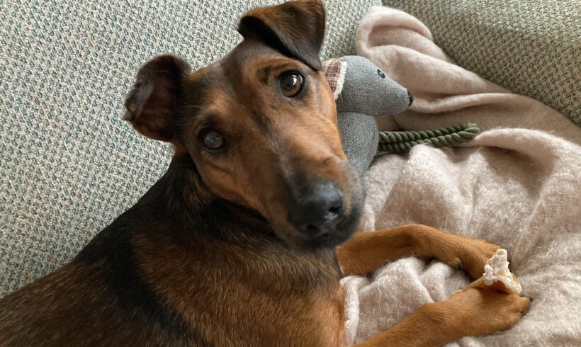 Csicsi 3 ♥ ab 26.10. auf Pflegestelle in 60318 Frankfurt ♥ vermittelt- sie darf auf ihrer Pflegestelle bleiben ♥