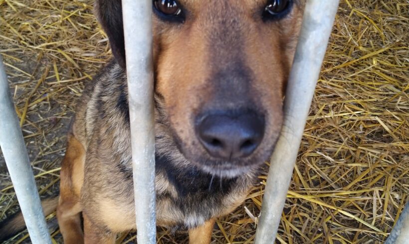 Hero ♥ vermittelt in Ungarn ♥