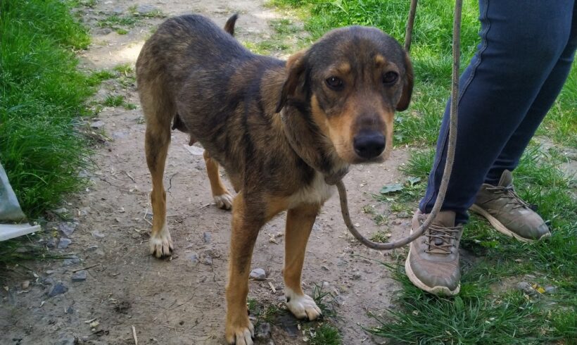 Csini 4 ♥ vermittelt an Vivalahund e.V. ♥ Transportpaten werden für den 31.08.24 gesucht