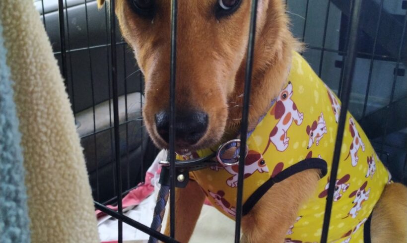 Topi 2 ♥ vermittelt ♥