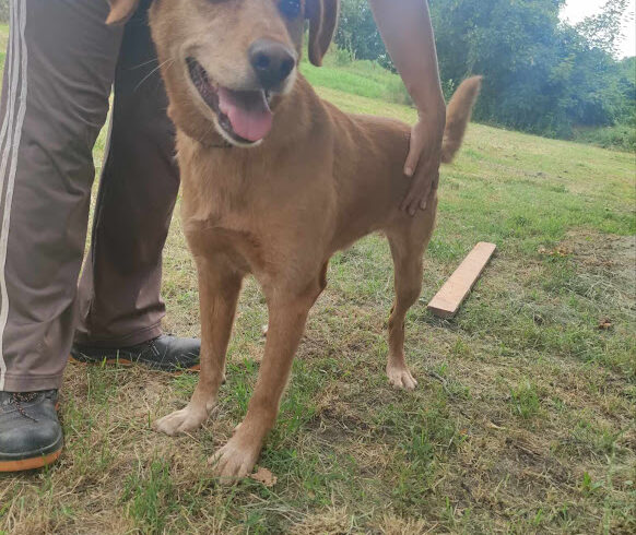 Jacint 2 ♥ vermittelt an “ Nothilfe für Hunde“ in Österreich ♥