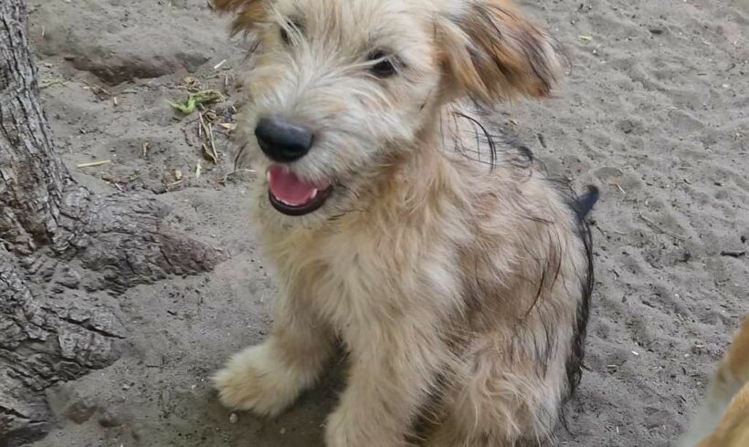 Masni 4 -wieder frei, denn Masni ist eine Hündin – ♥ vermittelt an Vivalahund e.V. ♥ RT: 31.08. Transportpate  Fam. Heise :-*