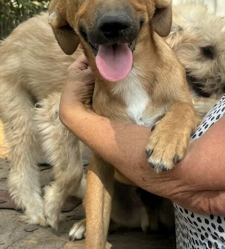 Meno ♥ vermittelt an Nothilfe für Hunde in Österreich ♥