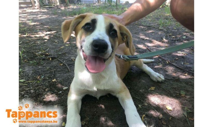 Ayla  ♥ vermittelt an „Nothilfe für Hunde“ in Österreich ♥