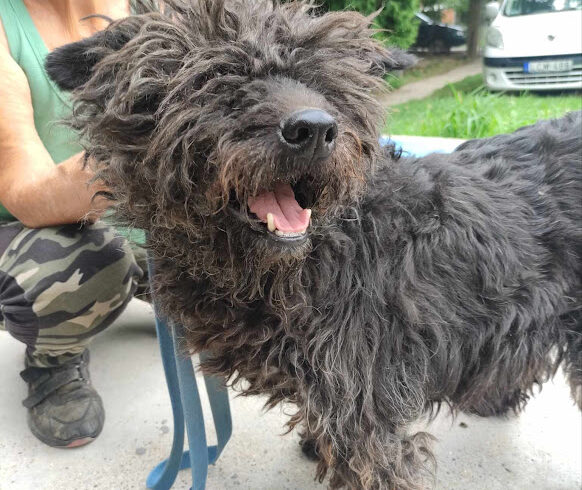 Zuzmo !! NOTFALL !! ♥ vermittelt ♥ sie sucht zum 27.07. Ausreise- und Transportpaten