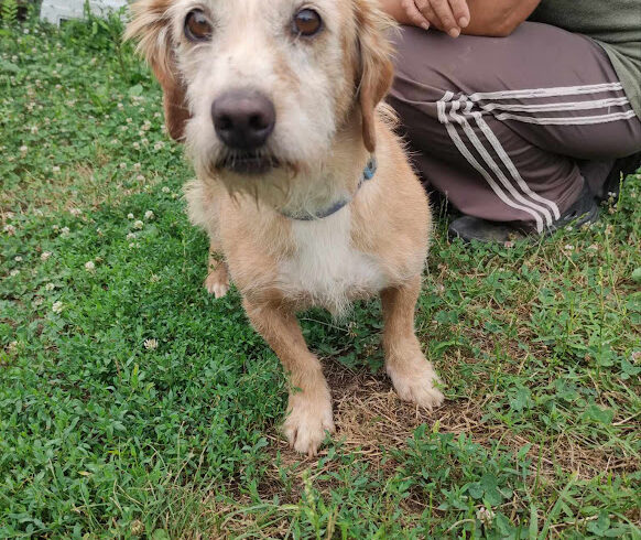 Lola 7 ♥ vermittelt ♥