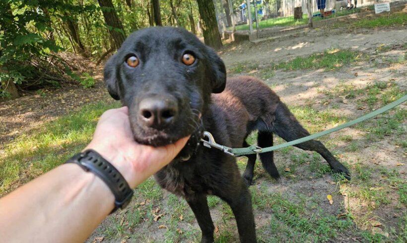 Karina ♥ vermittelt an Nothilfe für Hunde in Österreich ♥