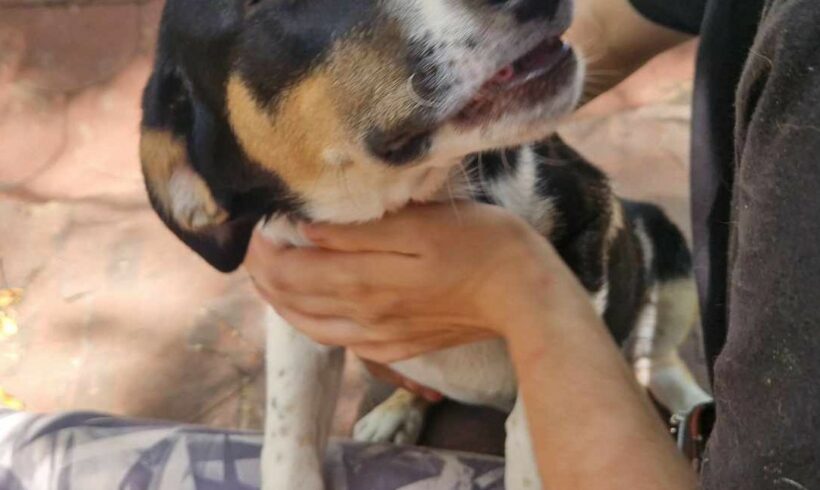 Alma 4  ♥ vermittelt an „Nothilfe für Hunde“ in Österreich ♥