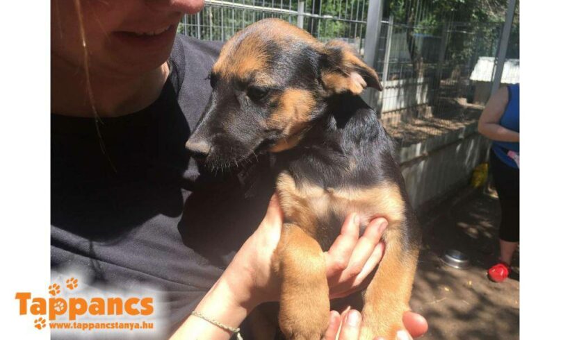 Happy 4 ♥ vermittelt ♥