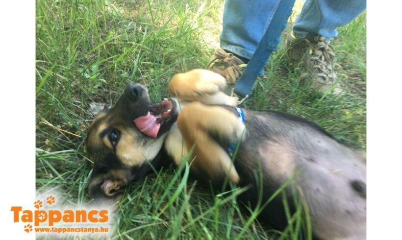 Herceg 2 ♥ vermittelt an Nothilfe für Hunde in Österreich ♥