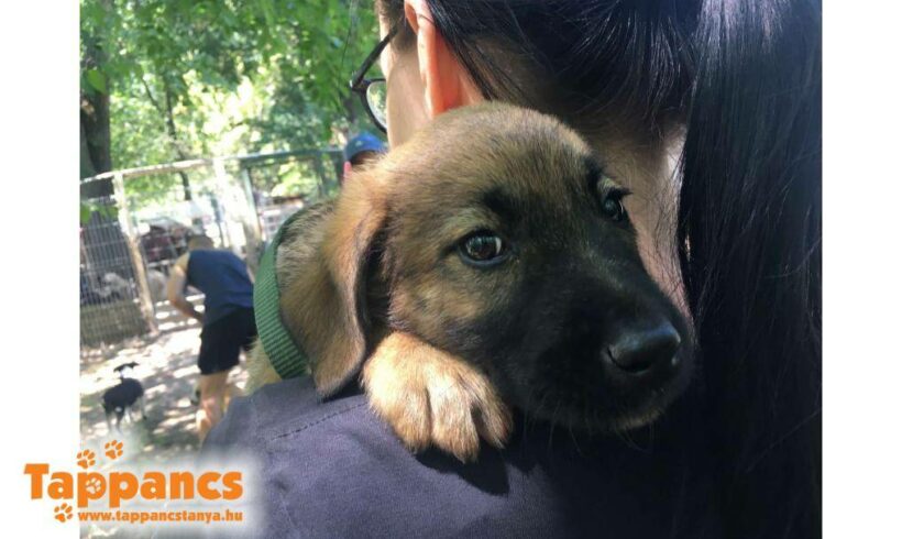 Kavics ♥ vermittelt an “ Nothilfe für Hunde “ in Österreich