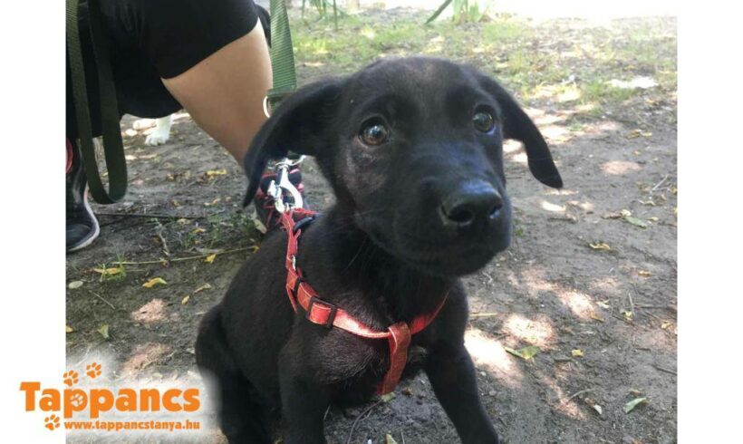 Kevin 4 ♥ vermittelt an Nothilfe für Hunde in Österreich ♥