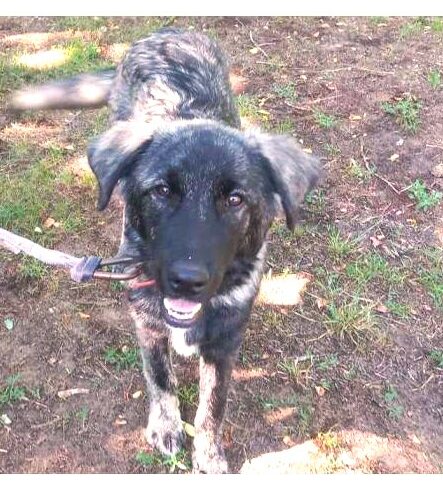 Rice ♥vermittelt an“ Nothilfe für Hunde“ in Österreich ♥