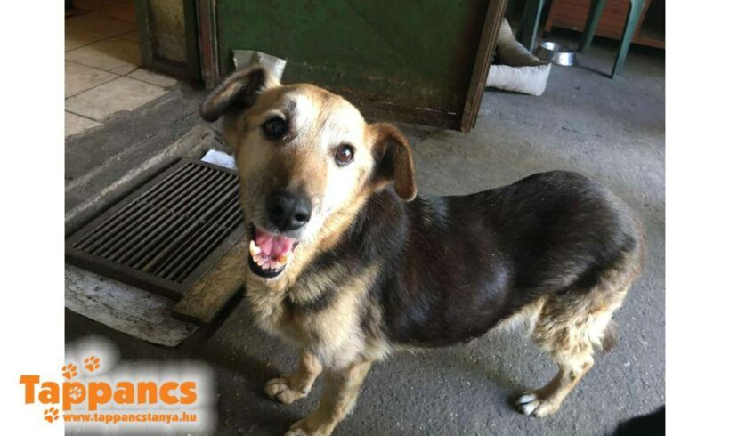 Virag- NOTFALL – ♥ zieht am 31.08. auf Pflegestelle nach 76684 Östringen ♥ leider verstorben :-(((