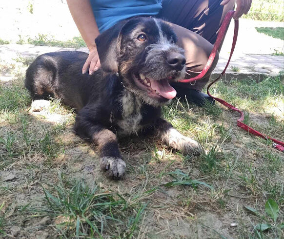 Mazdag ♥ vermittelt an Nothilfe für Hunde in Österreich ♥