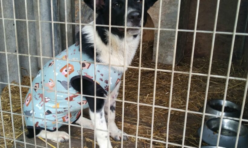 DOMINO 3 +++katzenfreundlich+++ ♥ vermittelt an Nothilfe für Hunde ♥