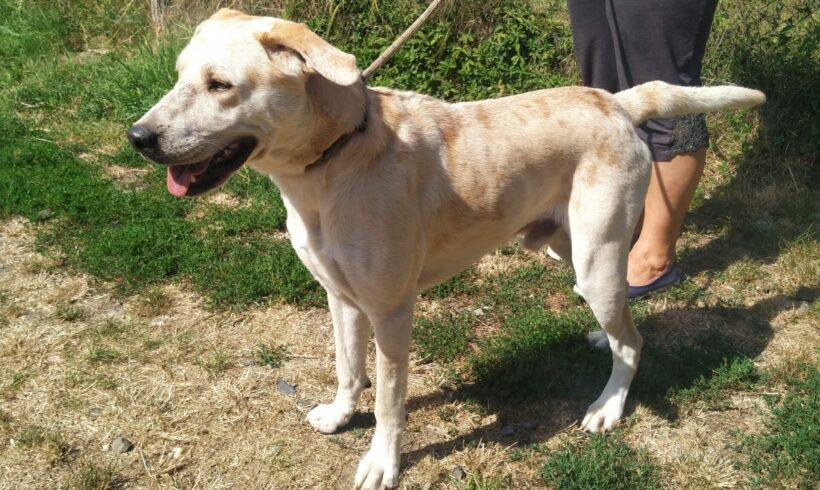 Dorscha +++katzenfreundlich+++vermittelt an Nothilfe für Hunde – Österreich!!!