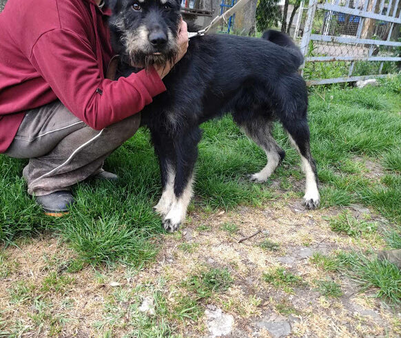 Buksi 13 ♥ vermittelt an Nothilfe für Hunde in Österreich ♥