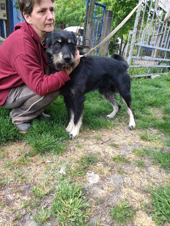 Buksi 13 ♥ vermittelt an Nothilfe für Hunde in Österreich ♥ Buksi 13 ♥ vermittelt an Nothilfe für Hunde in Österreich ♥