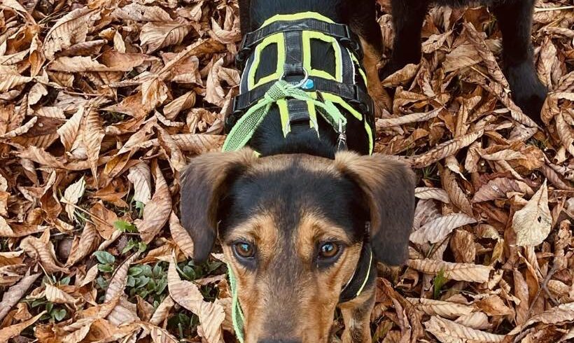 Pite 3 – ♥ wieder vermittelt ♥