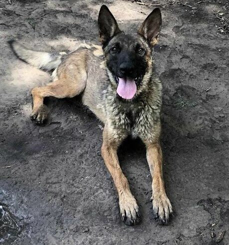 Chester 2 ♥ vermittelt an Nothilfe für Hunde in Österreich ♥ wird selbst abeholt ♥