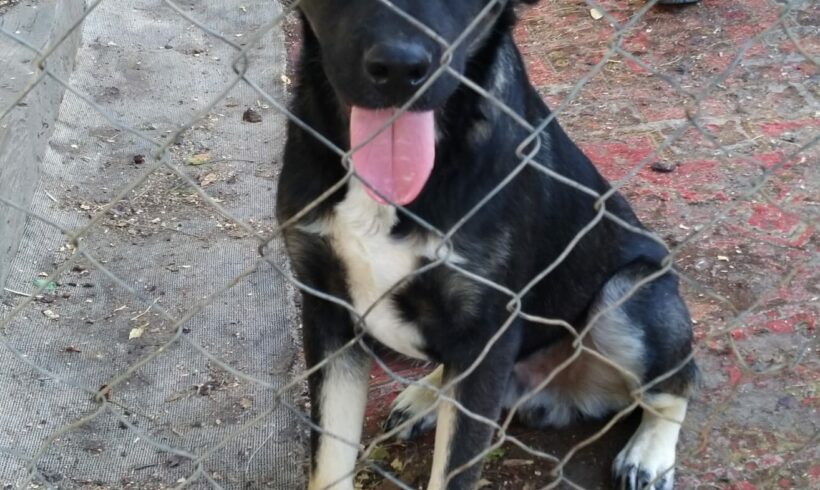 Kolos 3 ♥ vermittelt an Nothilfe für Hunde in Österreich ♥