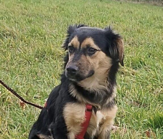 Lufi 3  ♥ auf PS in 45527 Hattingen ♥ er darf auf seiner Pflegestelle bleiben ♥