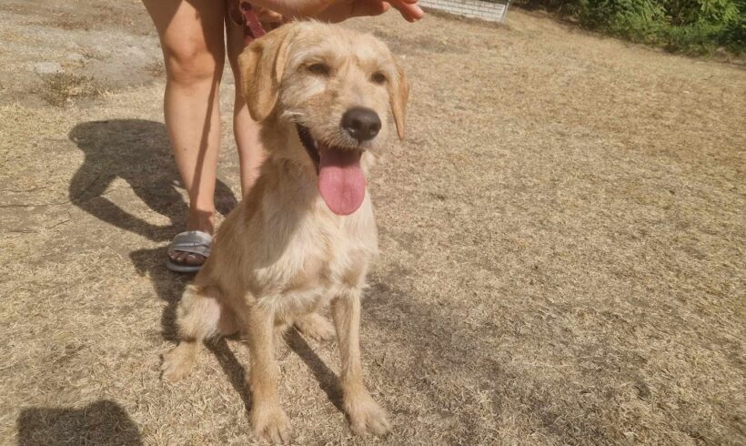 Misi 4 ♥ vermittelt an Nothilfe für Hunde ♥