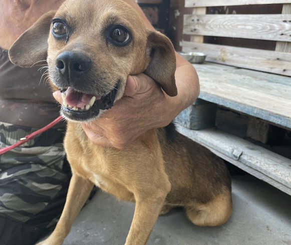 Petya 2 ♥ vermittelt an Nothilfe für Hunde in Österreich ♥