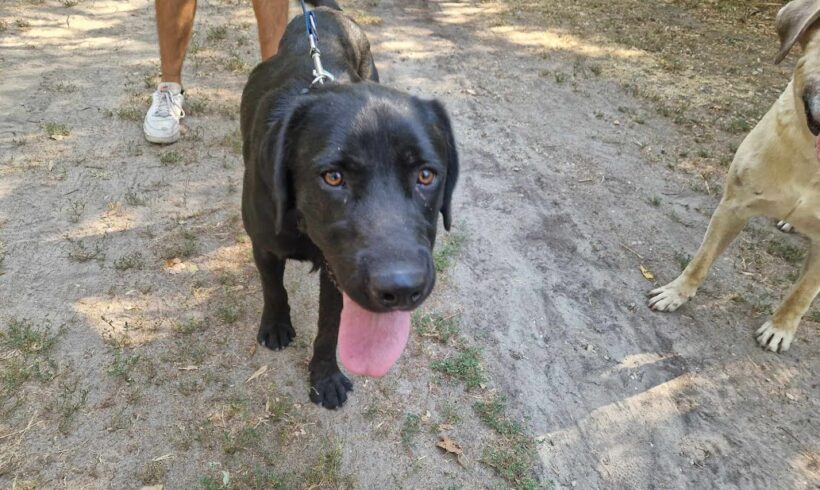 Rambo 3 ♥ vermittelt in Ungarn ♥