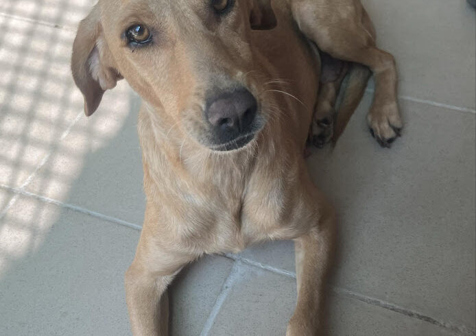 Nina 5 ♥ vermittelt an Nothilfe für Hunde in Österreich ♥