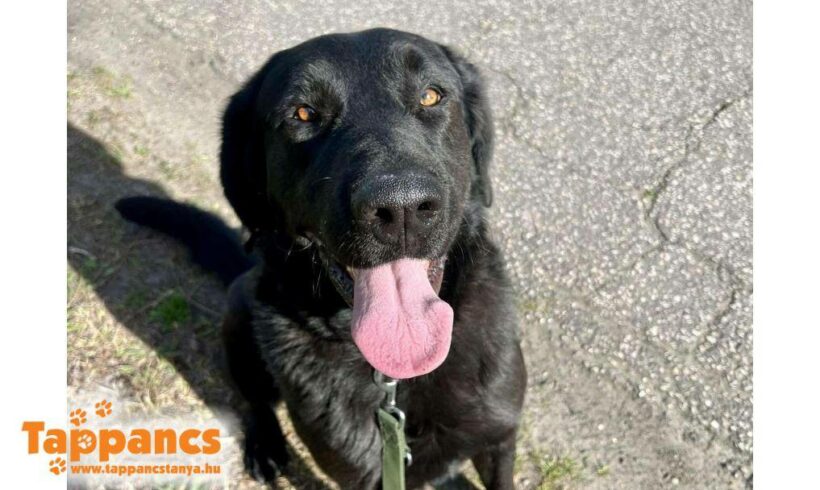 Bagira ♥ vermittelt an Nothilfe für Hunde in Österreich ♥ Glückshunde ♥