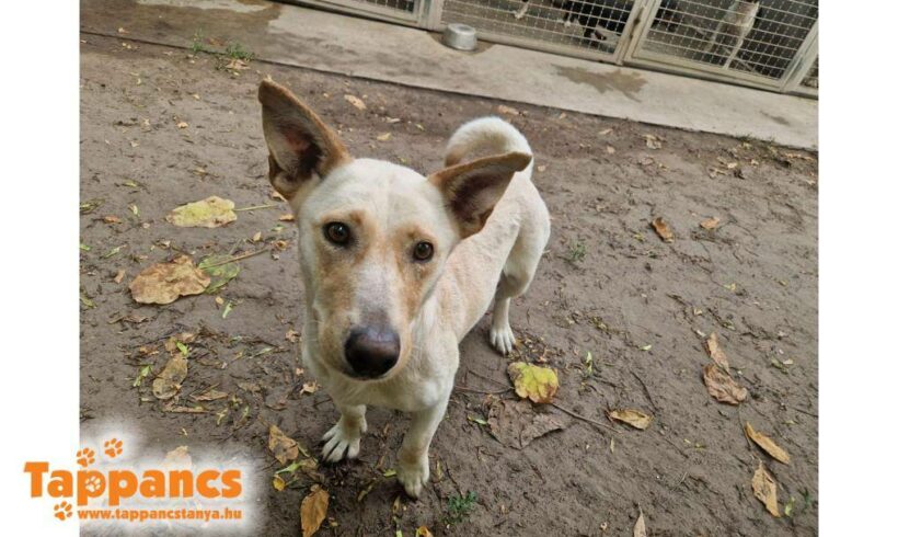 Biszu 2 ♥ vermittelt an Nothilfe für Hunde in Österreich ♥