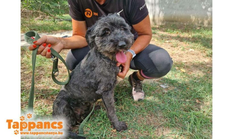 Csuti 3 ♥ vermittelt an Nothilfe für Hunde in Österreich ♥